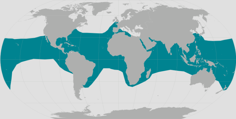 Where Do The Hawksbill Sea Turtles Live